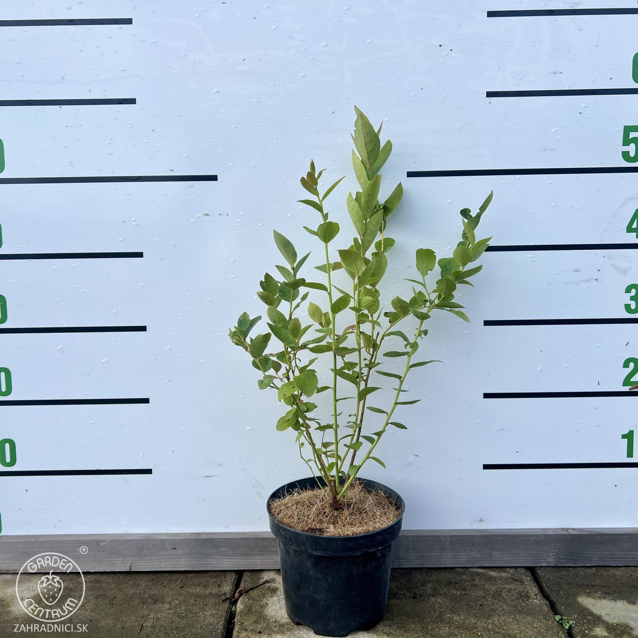 Obrázok Čučoriedka kanadská (Vaccinium corymbosum) ´DUKE´ – skorá 50-70 cm, kont. C2L 